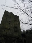 24796 Blarney Castle Drops on branch.jpg